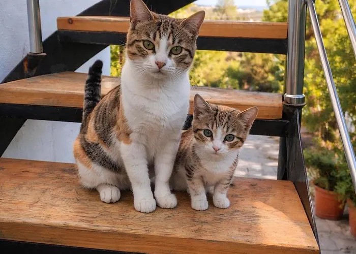 Holiday home Dream Tiny House & Luxury Tent, 6 Km From Center Chania *